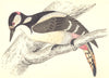 WOODPECKERS. Great Spotted Woodpecker (Morris) 1880 old antique print picture