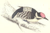 WOODPECKERS. Lesser Spotted Woodpecker (Morris) 1880 old antique print picture