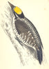 WOODPECKERS. Three- Toed Woodpecker (Morris) 1880 old antique print picture