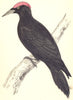 WOODPECKERS. Black Woodpecker (Morris) 1880 old antique vintage print picture