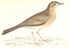 BIRDS. Richard's Pipit. Europe. Crete (Morris) 1865 old antique print picture