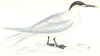 BIRDS. Sandwich Tern. Found in Europe. USA. Africa. Asia (Morris) 1865 print