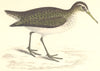BIRDS. Sandpiper. Europe. Asia. Africa. Common (Morris) 1865 old antique print