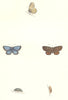 BUTTERFLIES. Silver-Studded Blue (Morris) 1890 old antique print picture