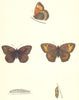 BUTTERFLIES. Large Meadow Brown (Morris) 1870 old antique print picture