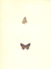 BUTTERFLIES. Brighton Argus (Morris) 1890 old antique vintage print picture
