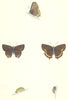BUTTERFLIES. Black Hairstreak (Morris) 1870 old antique vintage print picture