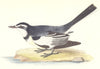 BIRDS. Sombre Wagtail (Bree) 1859 old antique vintage print picture
