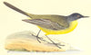 BIRDS. Black- Headed Yellow Wagtail (Bree) 1859 old antique print picture