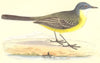 BIRDS. Grey- Headed Yellow Wagtail (Bree) 1859 old antique print picture