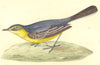 BIRDS. Yellow- Headed Wagtail (Bree) 1859 old antique vintage print picture