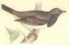 BIRDS. Black- Throated Thrush (Bree) 1859 old antique vintage print picture