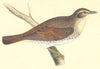 BIRDS. Naumann's Thrush (Bree) 1859 old antique vintage print picture