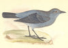 BIRDS. Blue Thrush (Bree) 1859 old antique vintage print picture