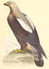 BIRDS. Imperial Eagle (Bree) 1859 old antique vintage print picture