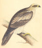 BIRDS. Booted Eagle (Bree) 1859 old antique vintage print picture