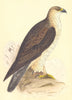 BIRDS. Bonelli's Eagle (Bree) 1859 old antique vintage print picture