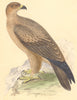 BIRDS. Tawny Eagle (Bree) 1859 old antique vintage print picture