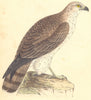 BIRDS. Short- Toed Eagle (Bree) 1859 old antique vintage print picture
