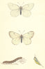 BUTTERFLIES. Black Veined (Morris) 1870 old antique vintage print picture