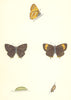 BUTTERFLIES. Brown Hairstreak (Morris) 1870 old antique vintage print picture