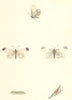 BUTTERFLIES. Wood White (Morris) 1870 old antique vintage print picture