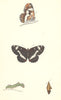 BUTTERFLIES. White Admiral (Morris) 1870 old antique vintage print picture