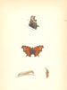 BUTTERFLIES. Comma (Morris) 1870 old antique vintage print picture