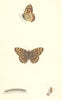 BUTTERFLIES. Wood Argus (Morris) 1870 old antique vintage print picture