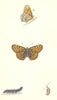 BUTTERFLIES. Glanville Fritillary (Morris) 1870 old antique print picture