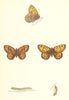 BUTTERFLIES. Gate- Keeper (Morris) 1870 old antique vintage print picture