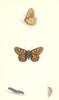 BUTTERFLIES. Greasy Fritillary (Morris) 1870 old antique vintage print picture