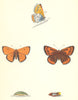 BUTTERFLIES. Large Copper (Morris) 1870 old antique vintage print picture
