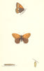 BUTTERFLIES. Heath Butterfly (Morris) 1870 old antique vintage print picture