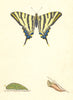 BUTTERFLIES. Scarce Swallow Tail (Morris) 1870 old antique print picture