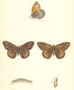 BUTTERFLIES. Rock- Eyed Underwing (Morris) 1870 old antique print picture