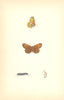 BUTTERFLIES. Pearl- Bordered Likeness Fritillary (Morris) 1870 old print