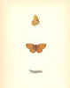 BUTTERFLIES. Pearl- Bordered Fritillary (Morris) 1870 old antique print