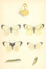 BUTTERFLIES. Large White (Morris) 1870 old antique vintage print picture