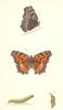 BUTTERFLIES. Large Tortoise- Shell (Morris) 1870 old antique print picture