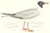 BIRDS. Laughing Gull. Found in Europe. USA. Africa (Morris) 1865 old print