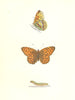 BUTTERFLIES. High Brown Fritillary (Morris) 1895 old antique print picture