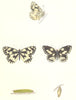BUTTERFLIES. Marbled White (Morris) 1895 old antique vintage print picture