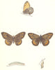 BUTTERFLIES. Rock Eyed Underwing (Morris) 1895 old antique print picture