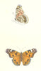 BUTTERFLIES. Scarce Painted Lady (Morris) 1895 old antique print picture