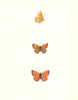 BUTTERFLIES. Scarce Copper (Morris) 1895 old antique vintage print picture