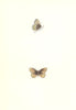 BUTTERFLIES. Silver Bordered Ringlet (Morris) 1895 old antique print picture