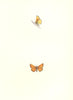 BUTTERFLIES. Scarce Small Skipper (Morris) 1895 old antique print picture