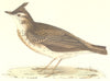BIRDS. Crested Lark. Found in Europe. Asia. Minor. Africa (Morris) 1880 print