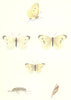 BUTTERFLIES. Small White (Morris) 1895 old antique vintage print picture